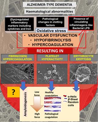 The Potential of LPS-Binding Protein to Reverse Amyloid Formation in Plasma Fibrin of Individuals With Alzheimer-Type Dementia